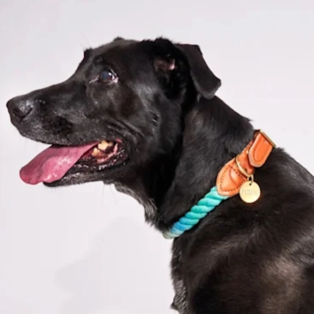 NWT Found My Animal rope Leather dog collar M & L